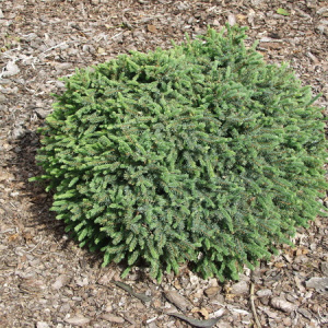 el-kanadskaja-yehiniformis-echiniformis