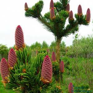 picea-pungens-lucky-strike1-650x650