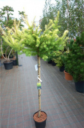 larix-kaempferi-magic-gold
