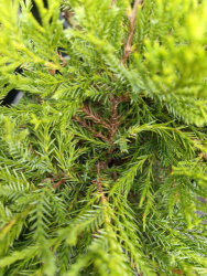 IMG_20240626_125001_295