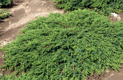 Green_Carpet.jpg@webp