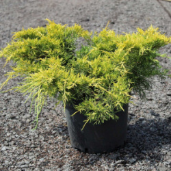 Можжевельник средний Пфитцериана Ауреа Juniperus media Pfitzeriana Aurea С3 10-15см 