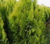 2025-03-11_11-32-47