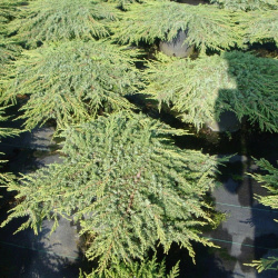 Green_Carpet-2.jpg@webp