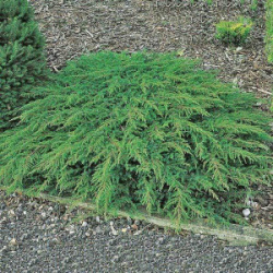 Juniper-common-green-carpet